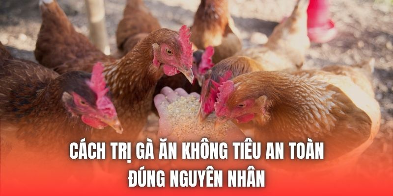 Cách Trị Gà Ăn Không Tiêu An Toàn, Đúng Nguyên Nhân